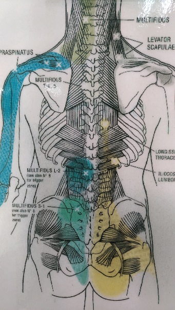 背骨と筋肉の図.jpg
